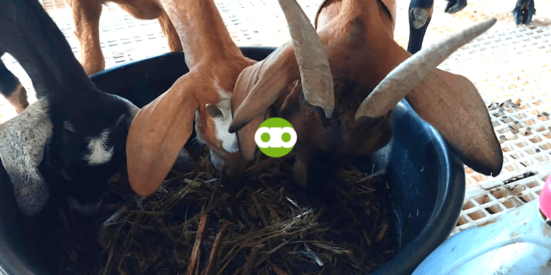 Ano ang Diskarte Para Maengganyo ang mga Kambing na Ubusin ang Kanilang Silage?