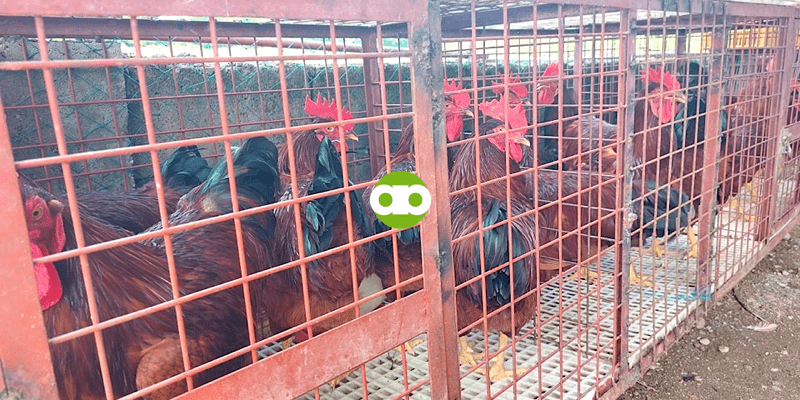 Ano ang Gagawin Para Hindi Dumihan at Maubos ng mga Rhode Island Red ang Feeds Nila?