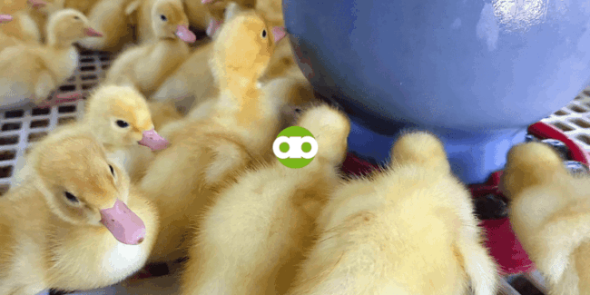 Ano ang mga Dapat Gawin sa Unang Araw ng mga Pekin Ducklings sa Brooding Pen?