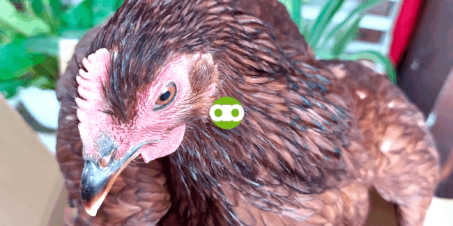 Bagong Chicken Vaccination Program ni Alpha Agventure Farms as of December 2023