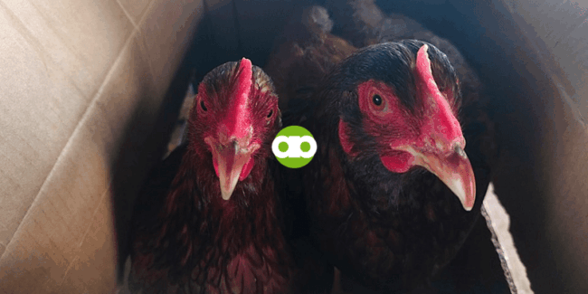 Bakit Hindi Pa Rin Nangingitlog ang 8-Month-old na Rhode Island Red Hen?