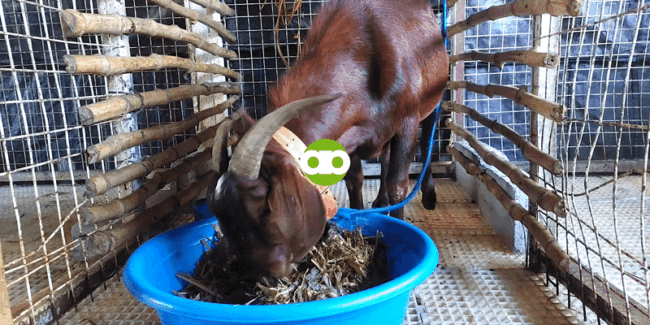 Goat Farming: Dapat Bang Ihiwalay ang 4-Month-Old Buck sa mga Doe?