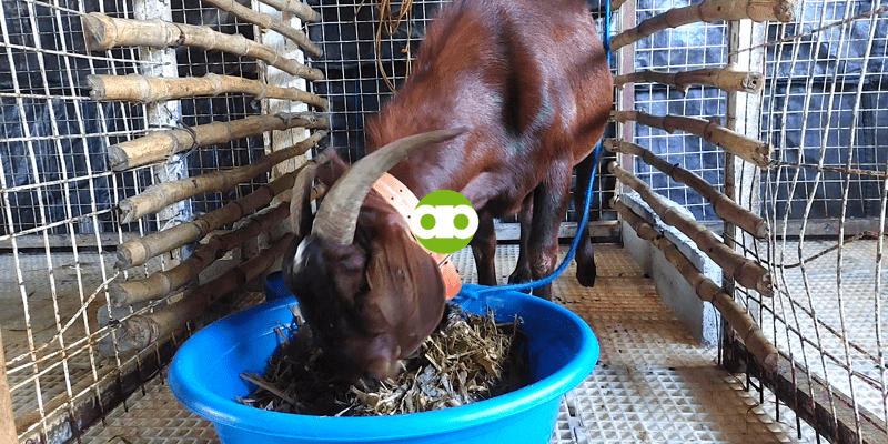 Goat Farming: Dapat Bang Ihiwalay ang 4-Month-Old Buck sa mga Doe?