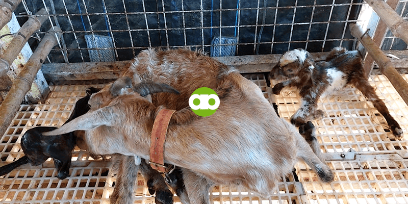 Goat Farming: Upgraded Bucklings ang Bueno Mano ng 2024