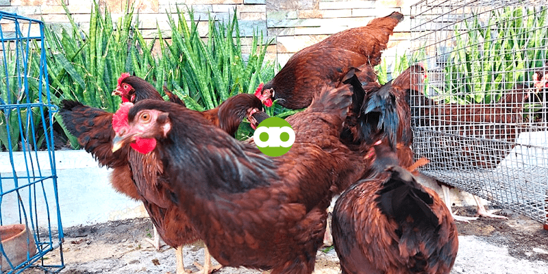 Ilang Araw ang Palilipasin Bago Magpapisa Muli If Nasalisihan ng Ibang Lahing Manok ang Hen Mo?