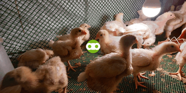 Ilang Watts Dapat ang Bulb na Pampainit sa mga Sisiw?