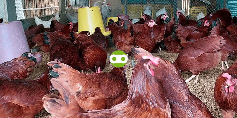 Mamamatay Ba ang mga Manok ng Kapitbahay Kapag Nagbakuna Ka ng Sariling Manok?