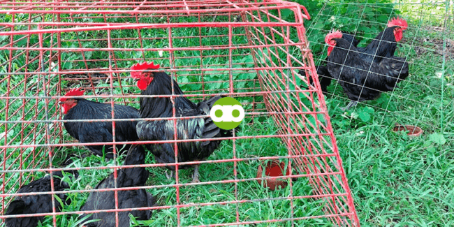 May Way Ba Para Hindi Mag-away-away ang mga Bagong Halong Manok sa Ranging Area?