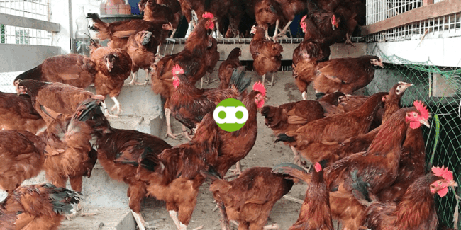 Okay Lang Bang Maulanan o Hayaang Maulanan ang Kakabakunang Manok?