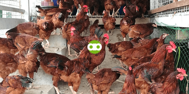 Okay Lang Bang Maulanan o Hayaang Maulanan ang Kakabakunang Manok?