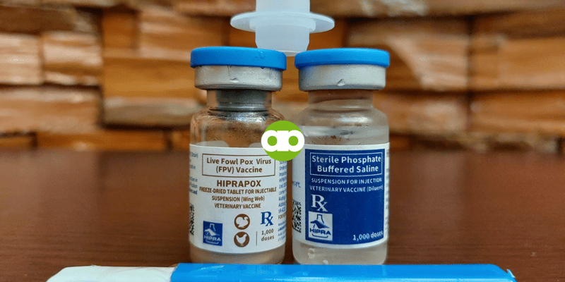 Pwede Pa Bang Bakunahan ng Fowl Pox Vaccine ang Manok na 9-Month-Old Na?