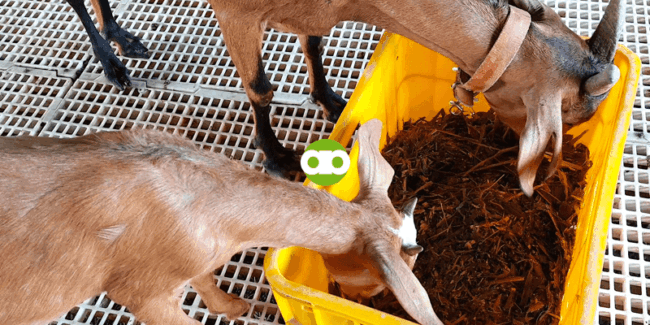 Sa Aling Breed ng Goat Pwedeng Pasampahan ang BoAng (Boer x Anglo-Nubian Cross) na Doe?