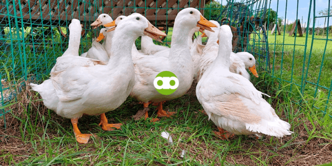 Same Lang Ba ang Temperature at Humidity na Kailangan ng Egg ng Manok, Bibe, Gansa, at Pabo?