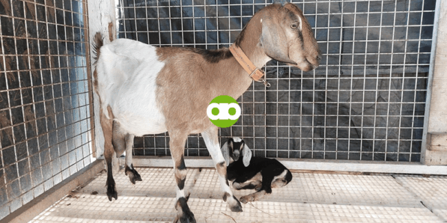 Ano ang Gamot sa Pangangati at Paglalagas ng Balahibo ng Kambing