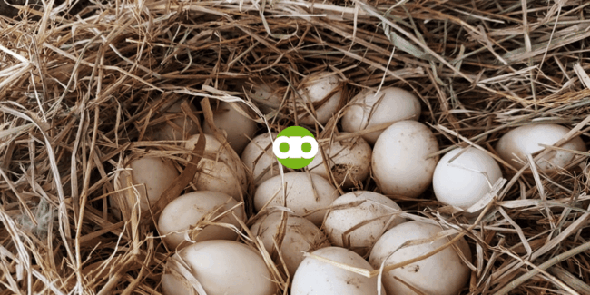 Ano ang Posibleng Dahilan Bakit Mababa ang Hatchability Rate Minsan