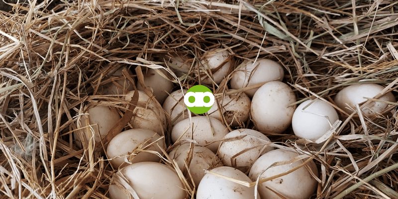 Ano ang Posibleng Dahilan Bakit Mababa ang Hatchability Rate Minsan