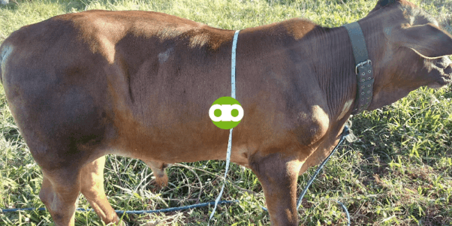 Ano ang mga Dapat Malaman sa Pagpapataba ng Baka