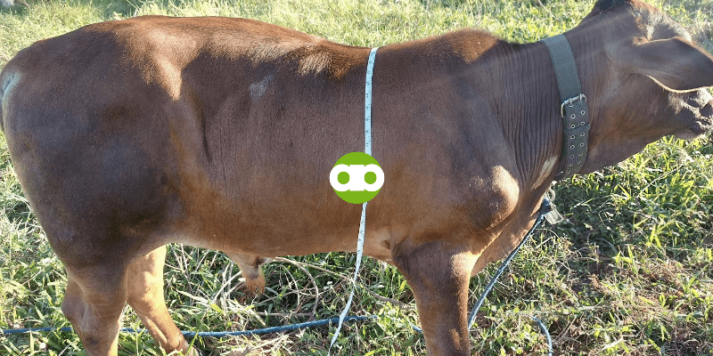 Ano ang mga Dapat Malaman sa Pagpapataba ng Baka