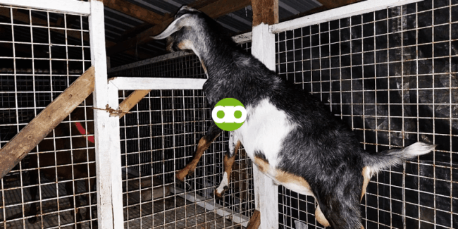 Ano ang mga Palatandaan ng Purebred Anglo-Nubian Goat