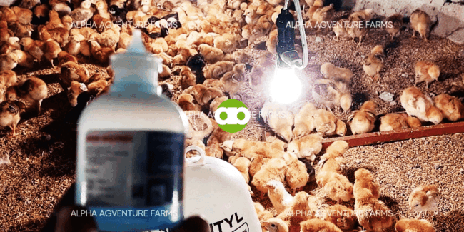 Anong Bakuna ang Ipapalit sa ND B1B1 if 3 Weeks Old na ang mga Sisiw at Walang Mahanap na ND B1B1