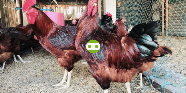 Anong Gagawin If Nakalimutang Ihalo ang Vaccine sa Solvent at Yun Lang ang Naipatak sa Manok