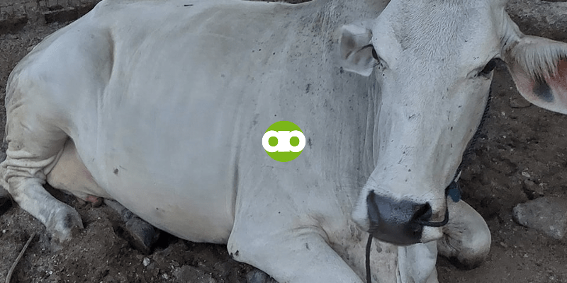 Cattle Farming- Paano Maiiwasan ang Compaction sa Pagpapastol ng mga Baka