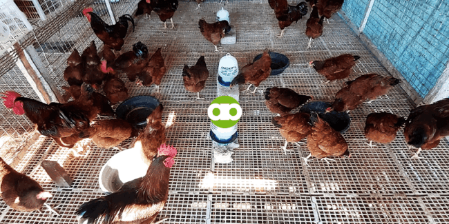 Dapat Pa Bang Bakunahan ng Newcastle Disease B1B1 ang mga Layer