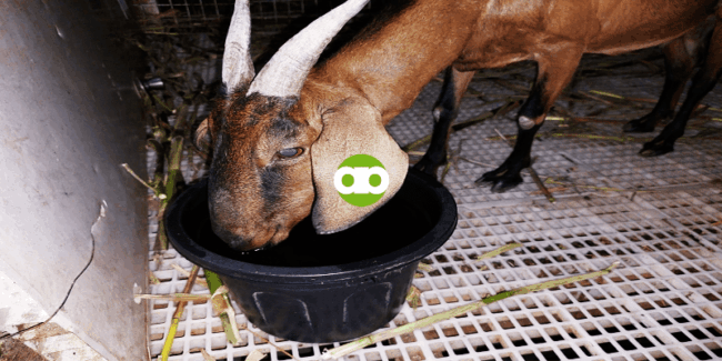 Gaano Kadalas ang Pagbibigay ng Vitamins Para Tumaba ang Payat na Kambing