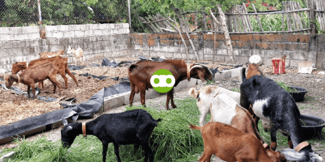 Goat Farming- Kailan Pwedeng Sumampa ang Buck at Pasampahan ang Doe