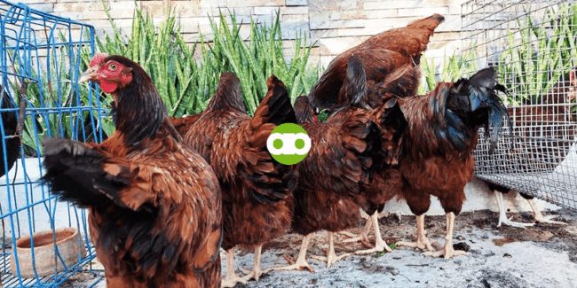 Good Layer Pa Rin Ba ang Anak If Native Chicken ang Nanay at Rhode Island Red ang Tatay