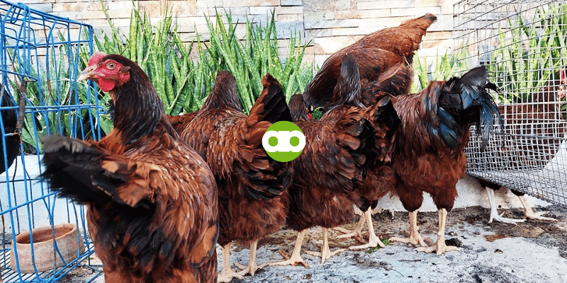 Good Layer Pa Rin Ba ang Anak If Native Chicken ang Nanay at Rhode Island Red ang Tatay