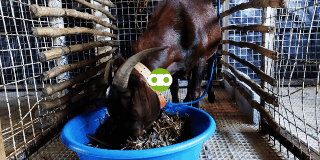 Meron Bang Goat Stud Service si Alpha Agventure Farms