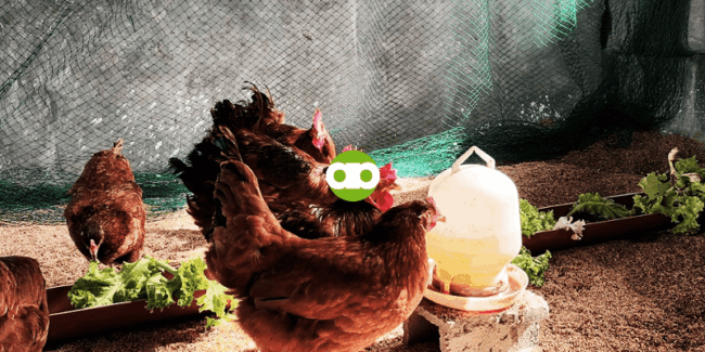 Nakakahawa Ba Sa Manok ang Ubo at Sipon ng Tao