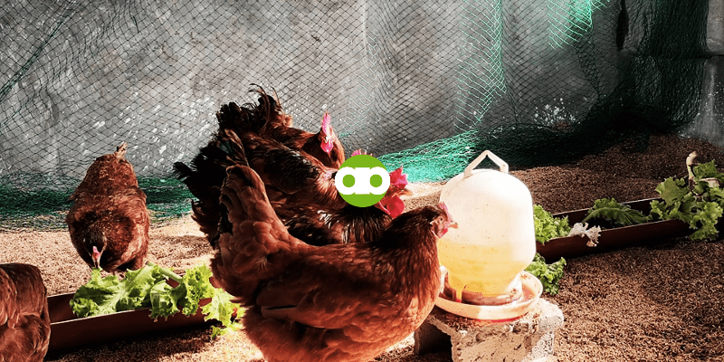 Nakakahawa Ba Sa Manok ang Ubo at Sipon ng Tao