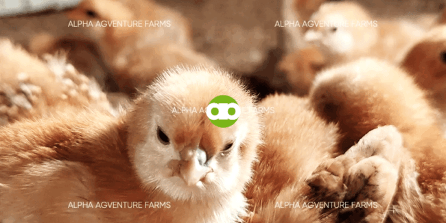 Namamana Ba ng mga Sisiw ang Vaccine ng Parents Nila