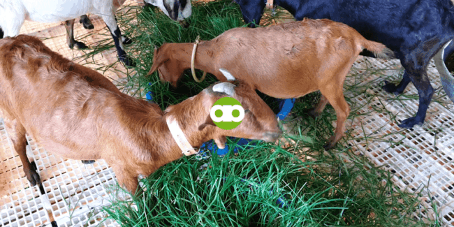 Paano Gawin ang Goat House Disinfection?