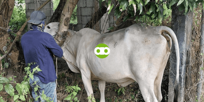Paano Nakakatulong ang mga Baka sa Maintenance ng Paligid