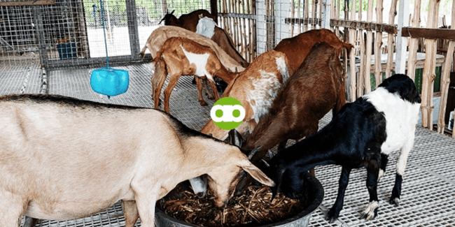 Pwede Bang Purgahin ng Ivermectin ang Inahing Kambing na Nagpapadede ng 1-Month-Old Kids