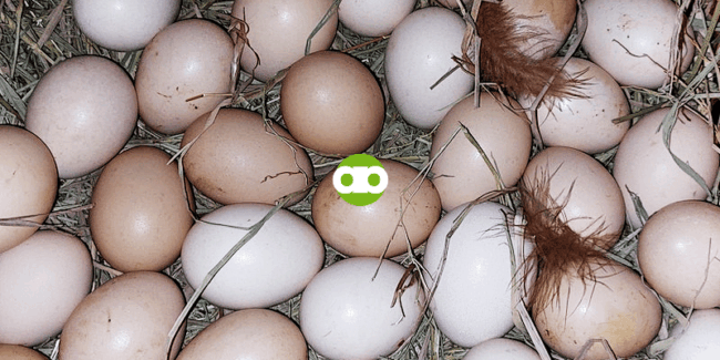 Pwede Pa Bang Ibenta as Table Eggs ang mga Fertilized Egg na Hindi Naisalang sa Incubator