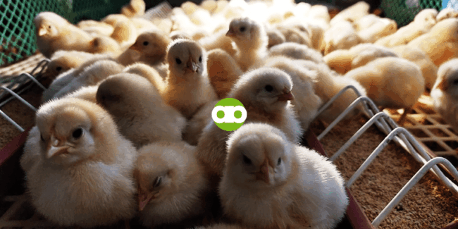 Q&A With My Chicken Farming Seminar Student - Ep. 1