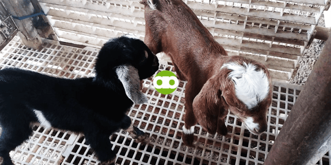 Q&A With My Goat Farming Seminar Student - Ep. 1