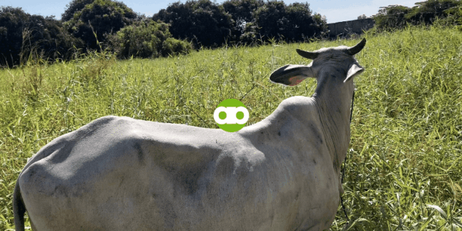 Susugurin Ka Ba Talaga ng Baka Kapag Nakapulang Damit Ka