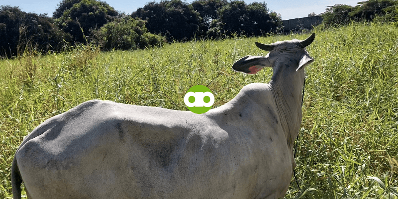 Susugurin Ka Ba Talaga ng Baka Kapag Nakapulang Damit Ka