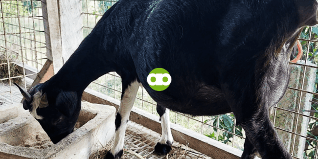 Tips sa Pagpupurga ng Kambing Kapag Walang Timbangan