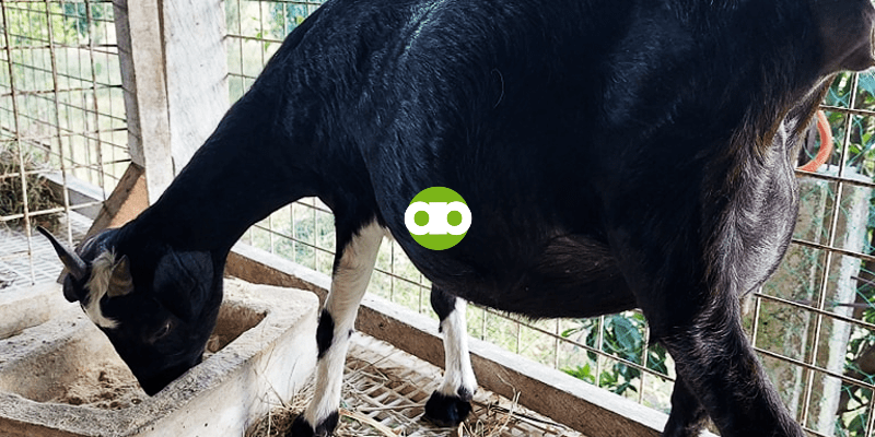 Tips sa Pagpupurga ng Kambing Kapag Walang Timbangan