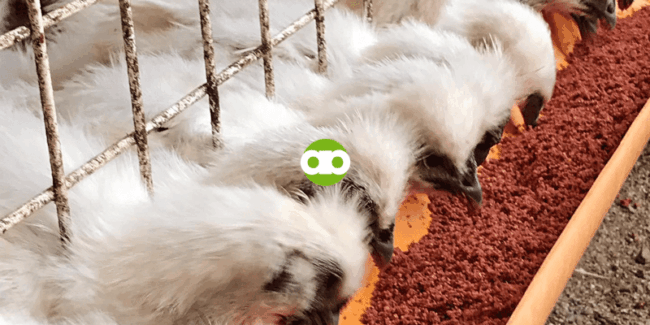 10 Benefits of Attending an Online Chicken Farming Seminar