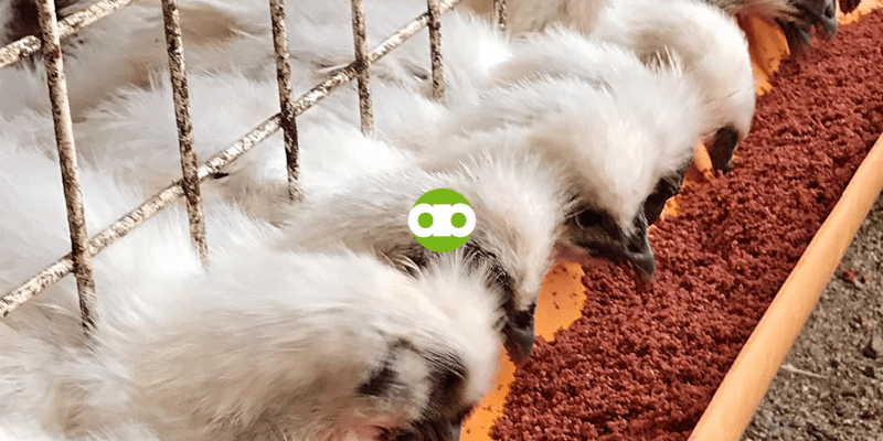 10 Benefits of Attending an Online Chicken Farming Seminar