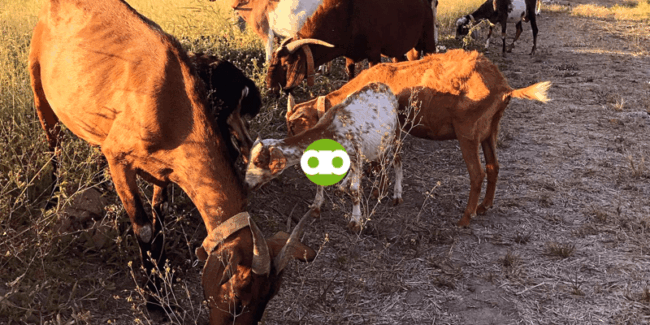 10 Mistakes of Filipino Goat Farmers You Must Avoid