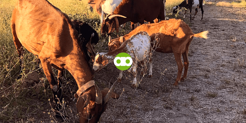 10 Mistakes of Filipino Goat Farmers You Must Avoid