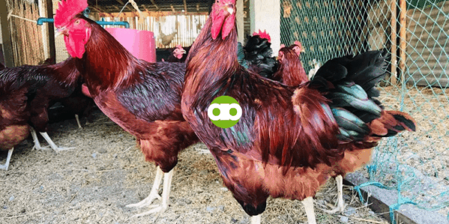 Ano ang Gagawin Kapag May Cannibalism o Feather Pecking Issue ang mga Manok